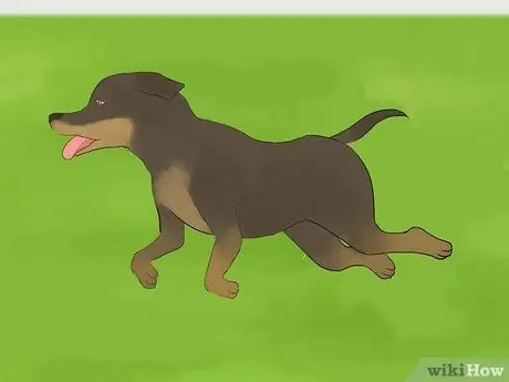 Успокойте гиперактивную собаку Шаг 5