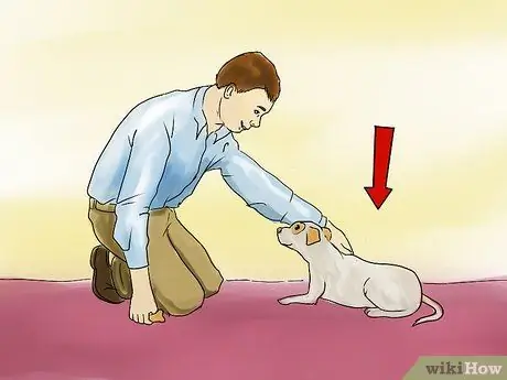 Научите маленькую собаку ложиться на шаге 10 команды