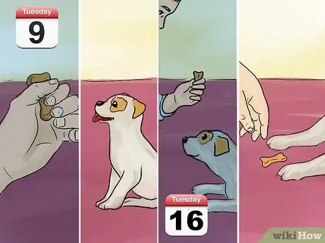 Научите маленькую собаку лечь на шаге 5 команды