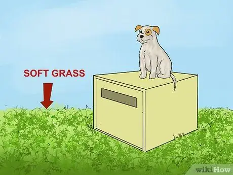 Научите маленькую собаку ложиться на шаге 6 команды