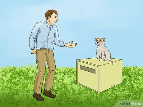 Научите маленькую собаку ложиться на шаге 7 команды