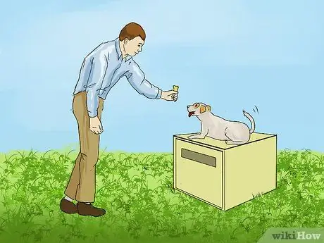 Научите маленькую собаку ложиться на шаге 8 команды