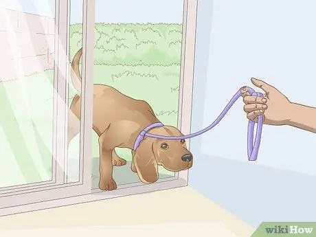 Заставьте собаку войти в дом Шаг 3