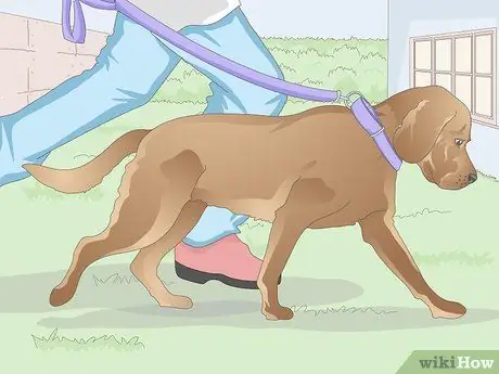 Заставьте собаку войти в дом Шаг 4