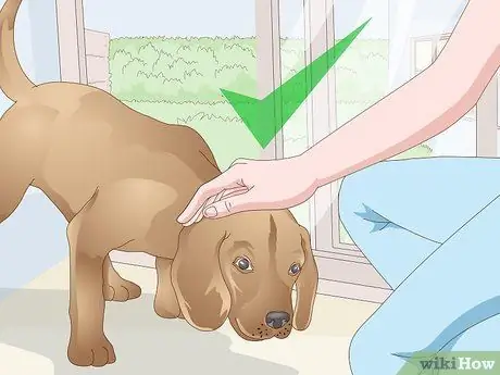 Заставьте собаку войти в дом Шаг 5