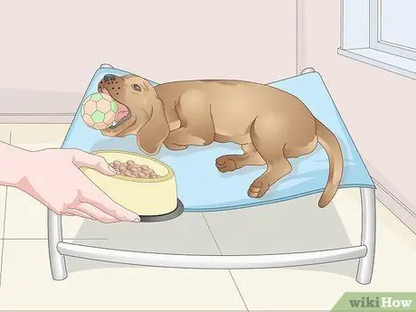 Заставьте собаку войти в дом Шаг 6