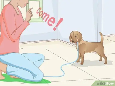 Заставьте собаку войти в дом Шаг 8