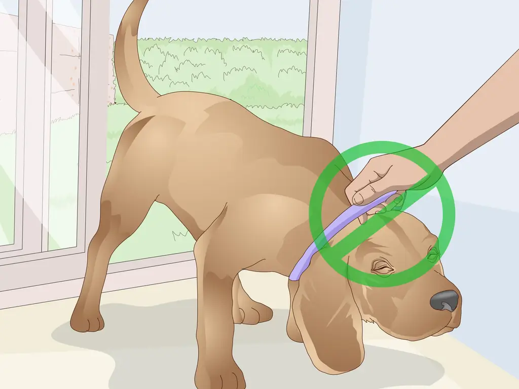 3 способа заставить вашу собаку заходить в дом