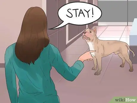 Научите собаку бегать с места, шаг 2