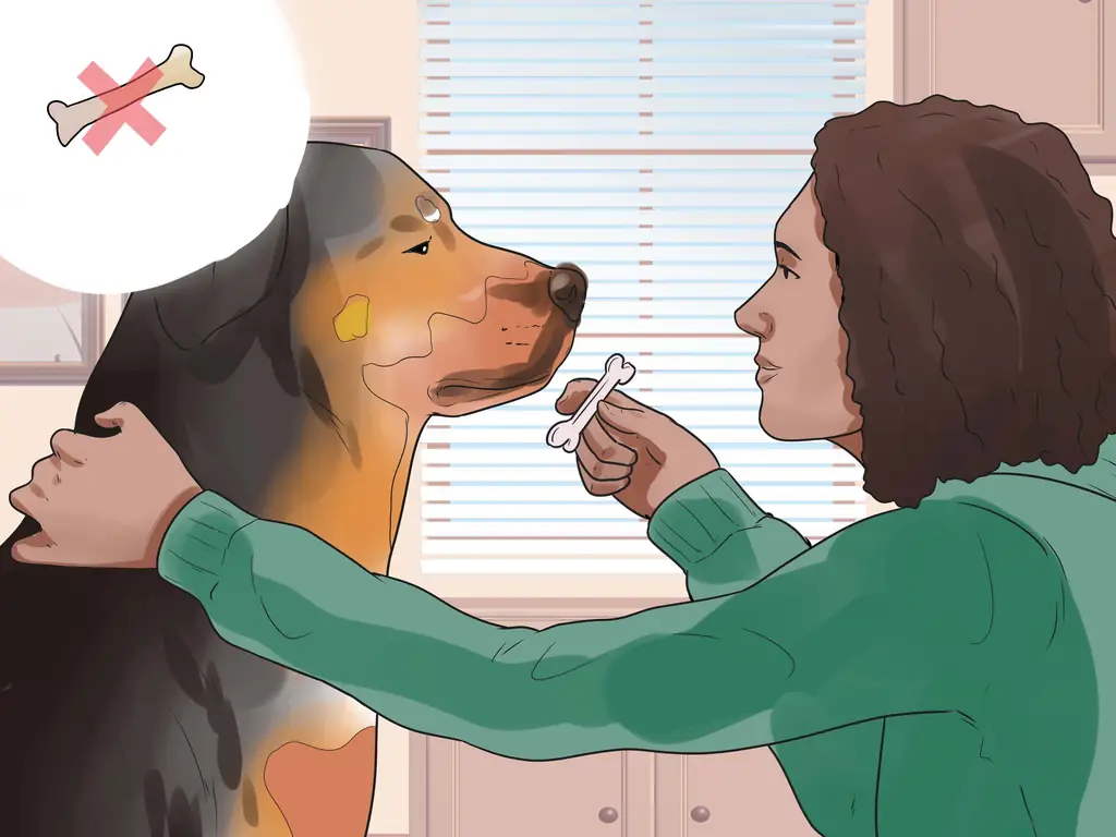 Как научить собаку бегать с места: 10 шагов