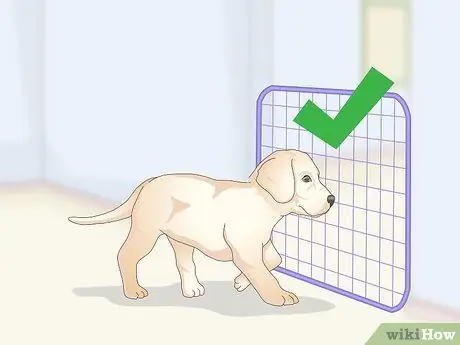 Приучить маленьких собак к горшку Шаг 10