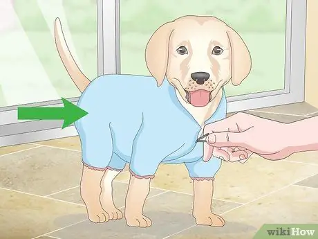 Приучить маленьких собак к горшку Шаг 11