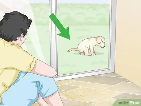 Приучить маленьких собак к горшку Шаг 12