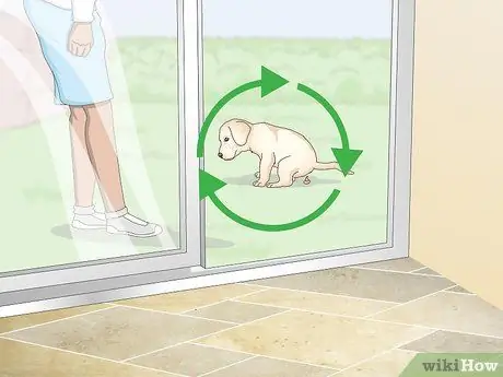 Приучить маленьких собак к горшку, шаг 4