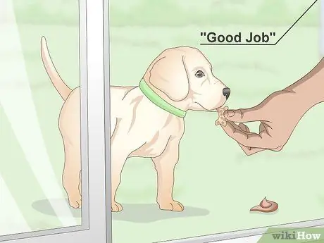 Приучить маленьких собак к горшку, шаг 6