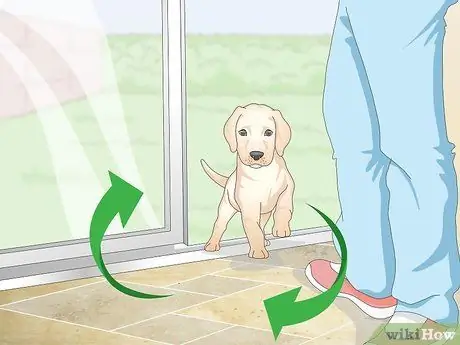 Приучить маленьких собак к горшку, шаг 7