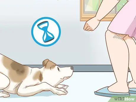 Приучите собаку прятаться Шаг 10