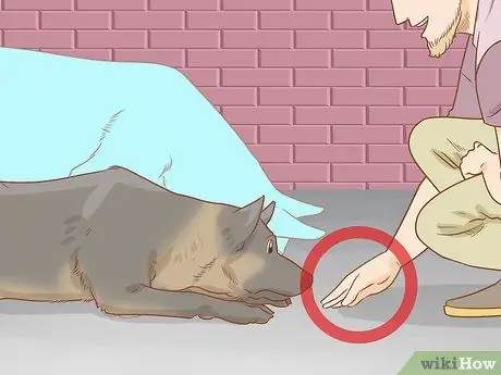 Приучите собаку прятаться Шаг 12