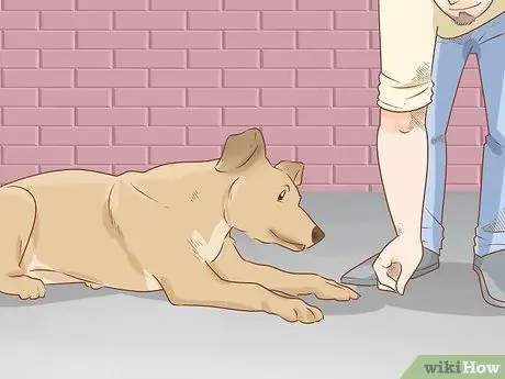 Приучите собаку прятаться, шаг 5