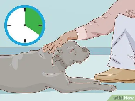 Приучите собаку прятаться, шаг 7