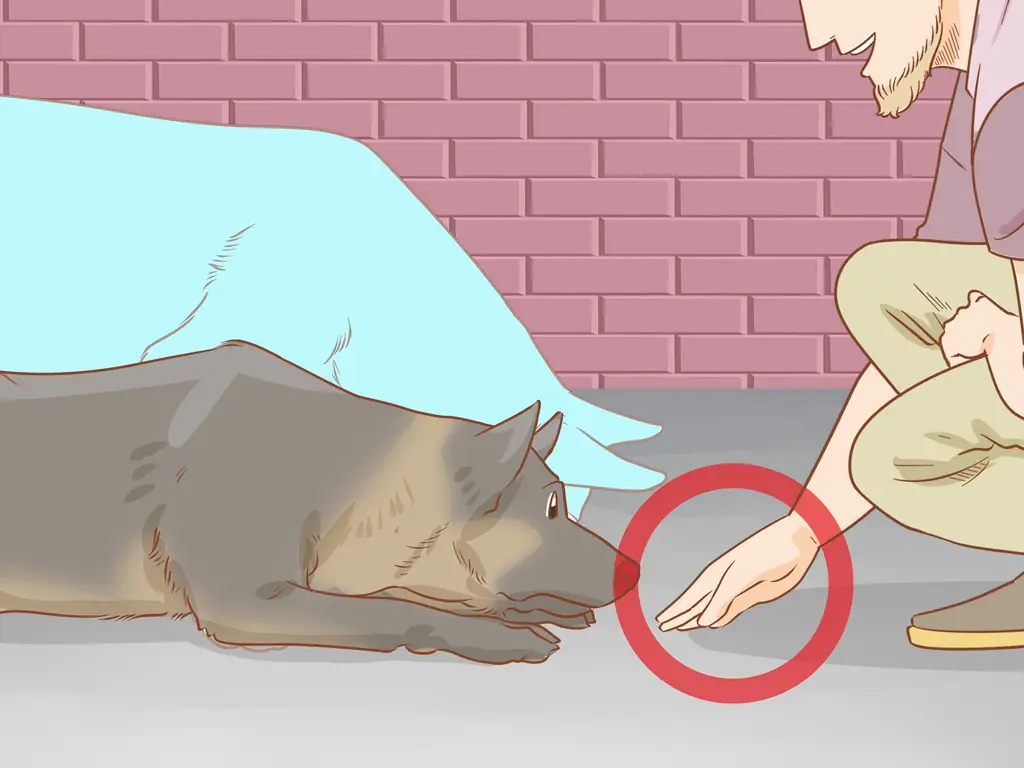 Как научить собаку пригибаться: 12 шагов (с иллюстрациями)