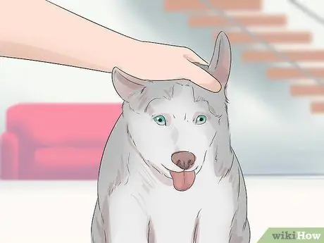 Приучите собаку к дому менее чем за неделю Шаг 11