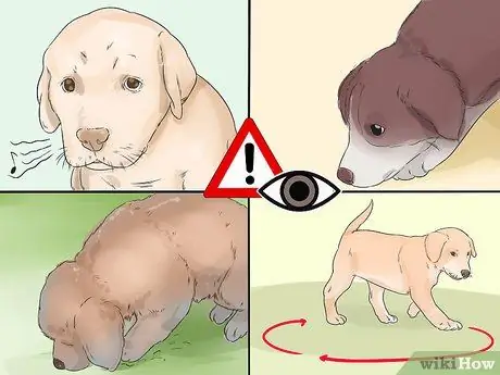 Приучите собаку к дому менее чем за неделю Шаг 4