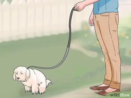 Приучите собаку к дому менее чем за неделю Шаг 5