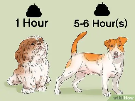 Приучите собаку к дому менее чем за неделю Шаг 6