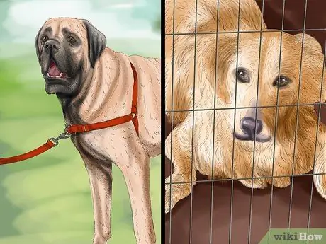 Домашнее животное из ящика Шаг 11