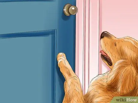 Домашнее животное из ящика Шаг 14