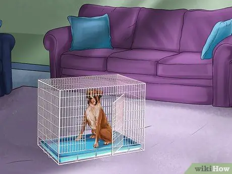 Домашнее животное из ящика Шаг 3