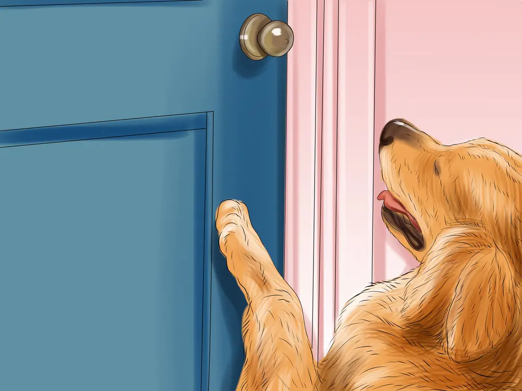 Как приставить собаку к дому с помощью ящика: 14 шагов (с иллюстрациями)