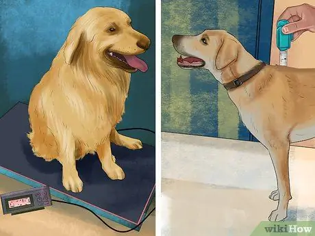 Купить ошейники для дрессировки собак Шаг 3