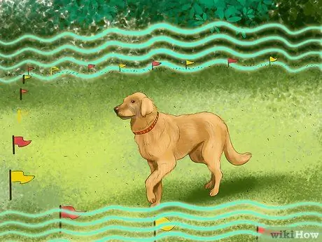 Купить ошейники для дрессировки собак Шаг 9