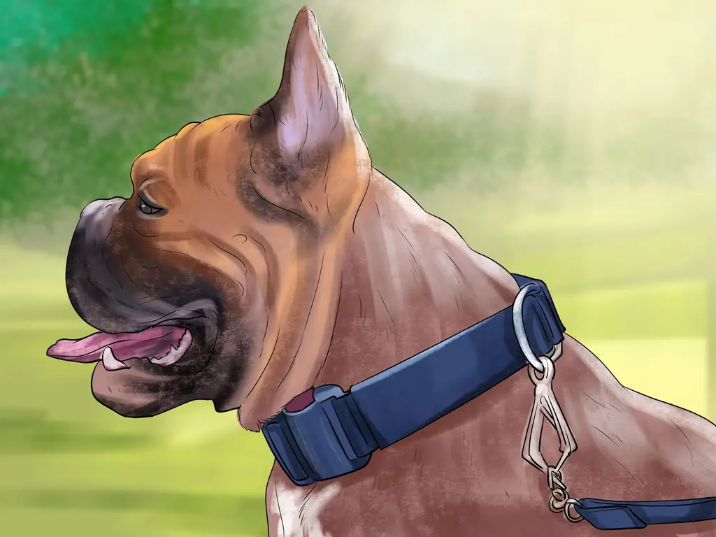 Как купить ошейники для дрессировки собак: 11 шагов (с изображениями)