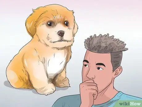 Уход за шихпу Шаг 1