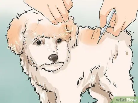 Уход за шихпу Шаг 13