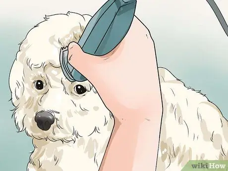 Уход за шихпу Шаг 17