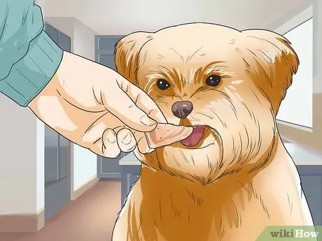 Уход за шихпу Шаг 19