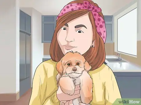 Уход за шихпу Шаг 2