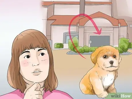 Уход за шихпу Шаг 3