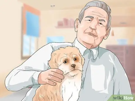 Уход за шихпу Шаг 4