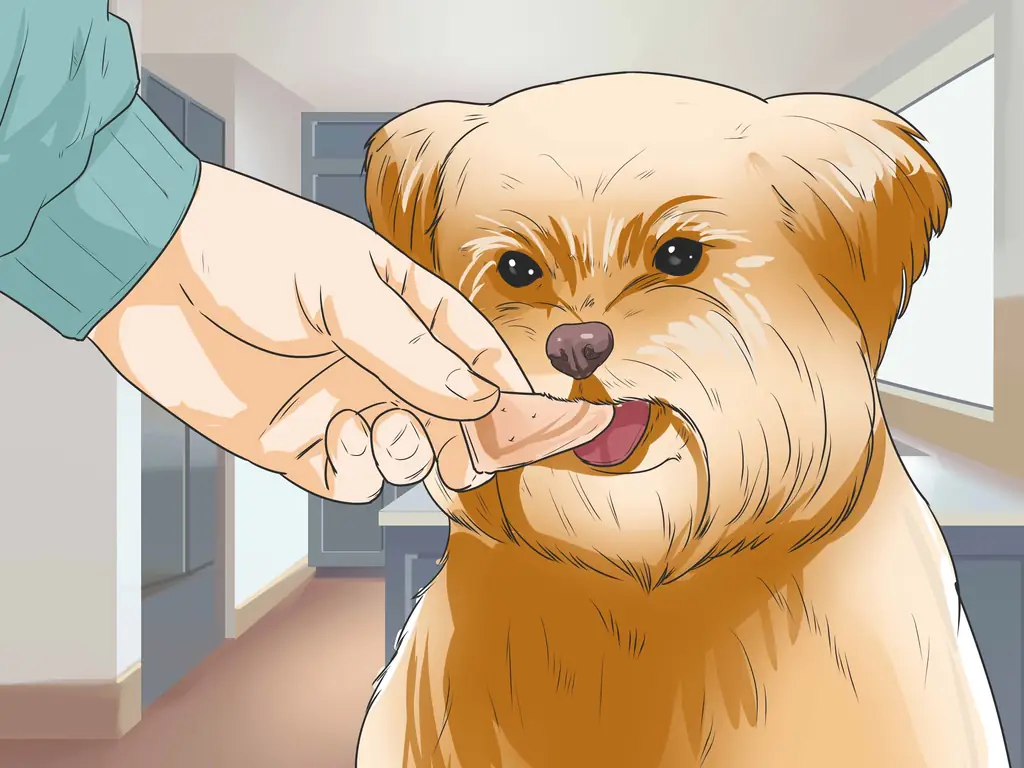 4 способа ухода за шихпу