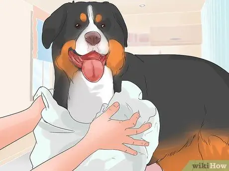 Стрижка большого швейцарского зенненхунда Шаг 10