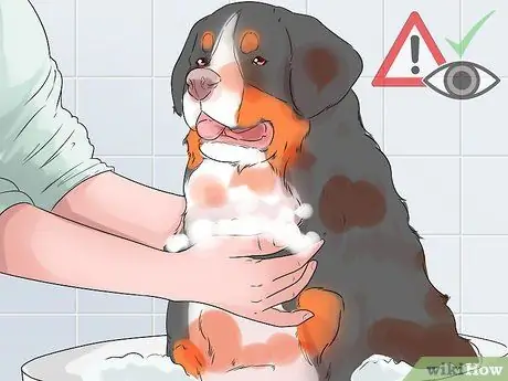 Стрижка большого швейцарского зенненхунда Шаг 11