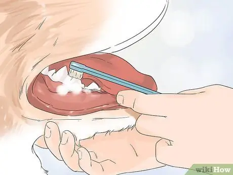 Стрижка большого швейцарского зенненхунда Шаг 12