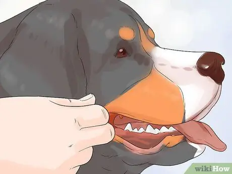 Стрижка большого швейцарского зенненхунда Шаг 13