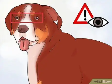 Стрижка большого швейцарского зенненхунда Шаг 14