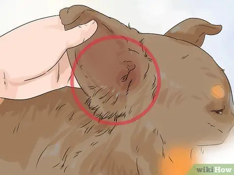 Стрижка большого швейцарского зенненхунда Шаг 15